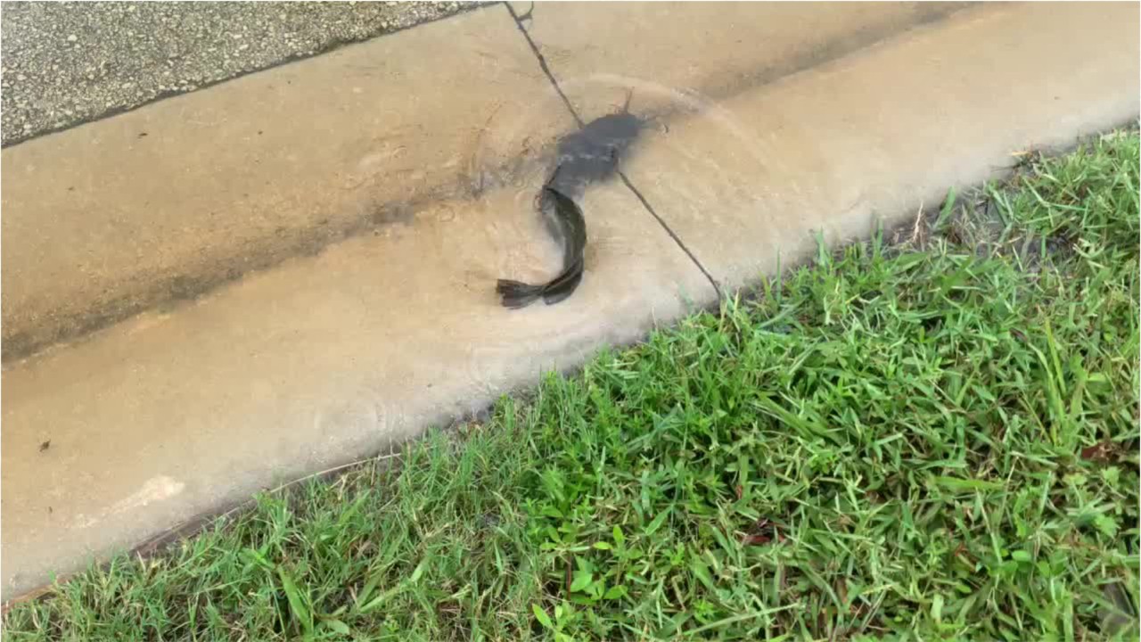 Viral video shows lone catfish swimming in Florida street as Hurricane Dorian stalls