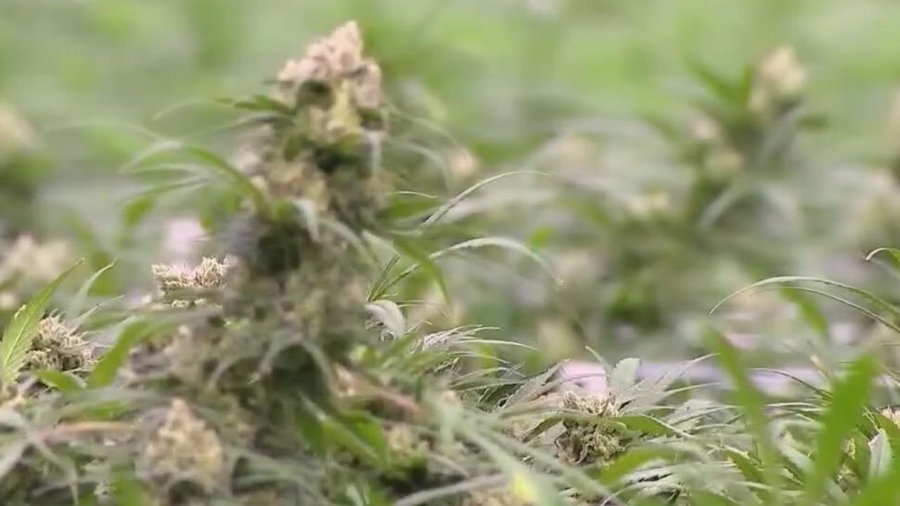 City of Austin changing way police handle marijuana-related possession offenses