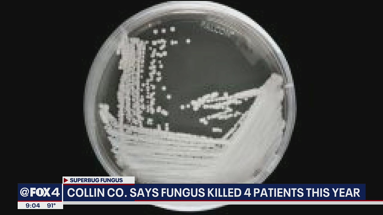 Collin County reports 4 deaths from untreatable 'superbug' fungus this year