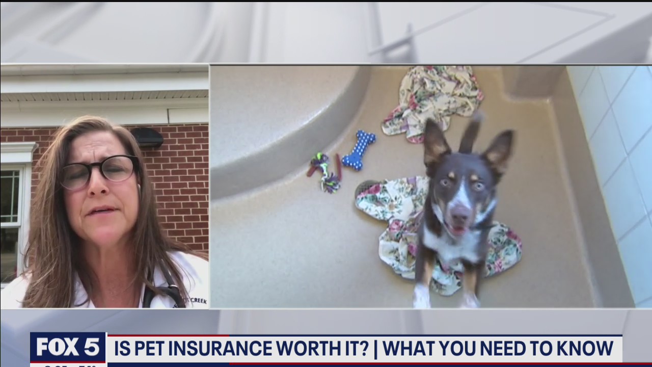 Is pet insurance worth it? What you need to know