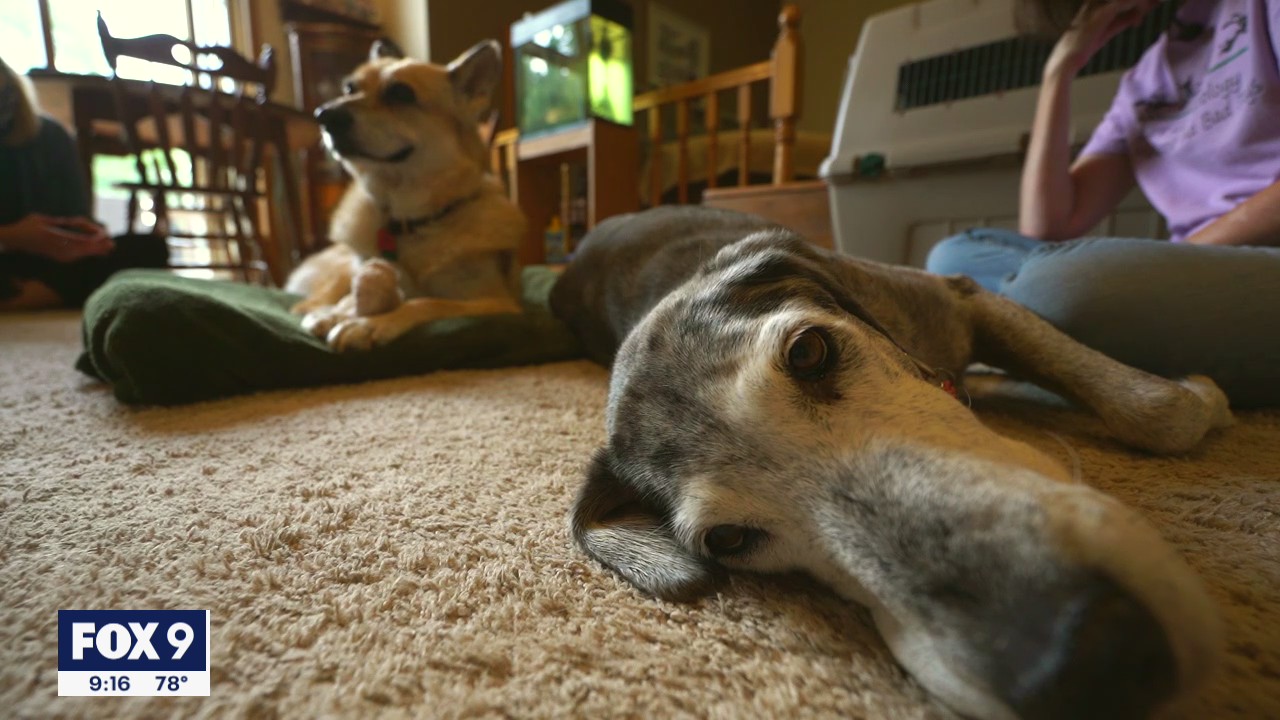 Two elderly dogs ages 15 and 20 become unexpected friends