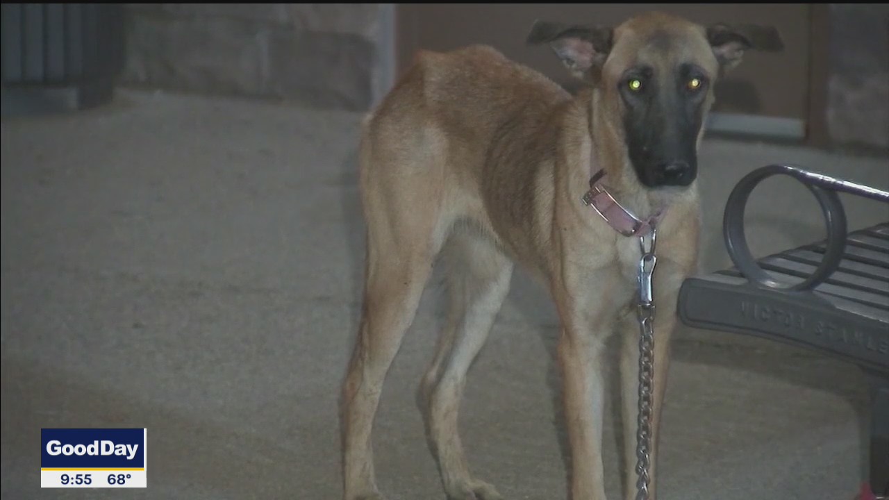 Community Pet Project