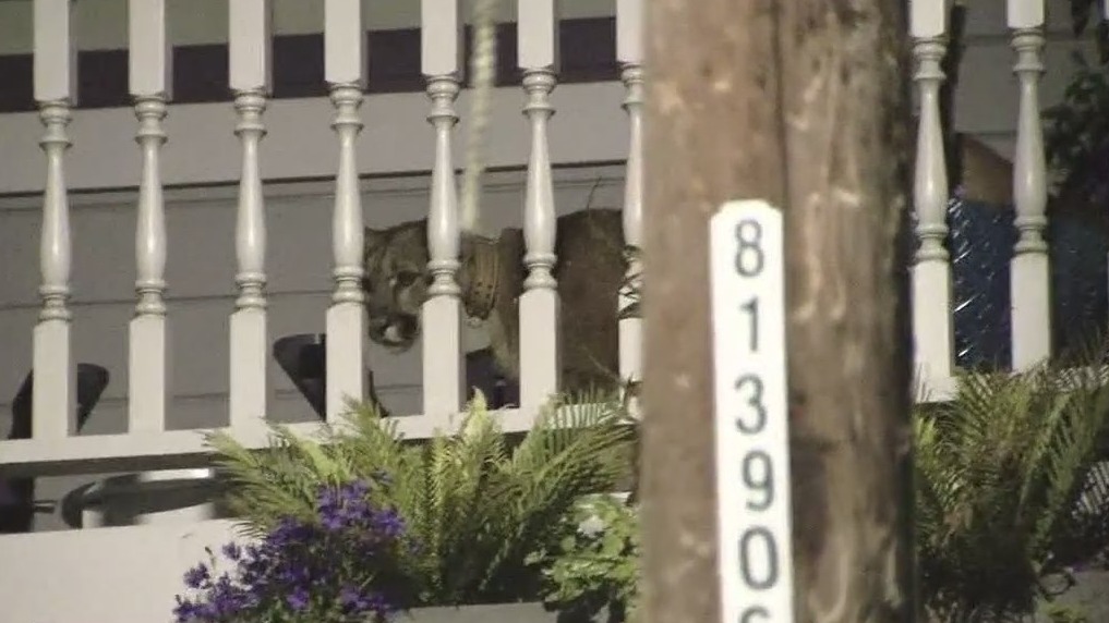 Mountain lion roaming San Francisco captured