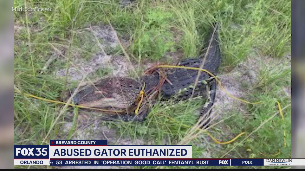 Abused alligator euthanized in Brevard County