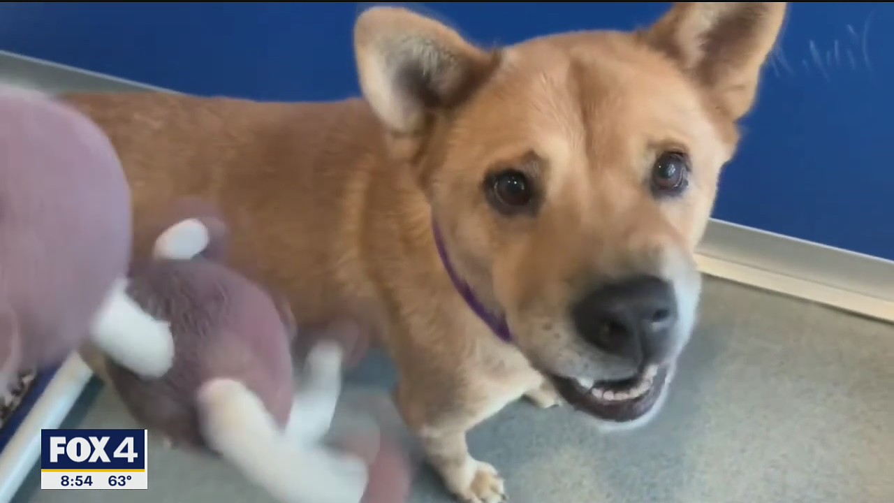 Dog of the Day: Harriet