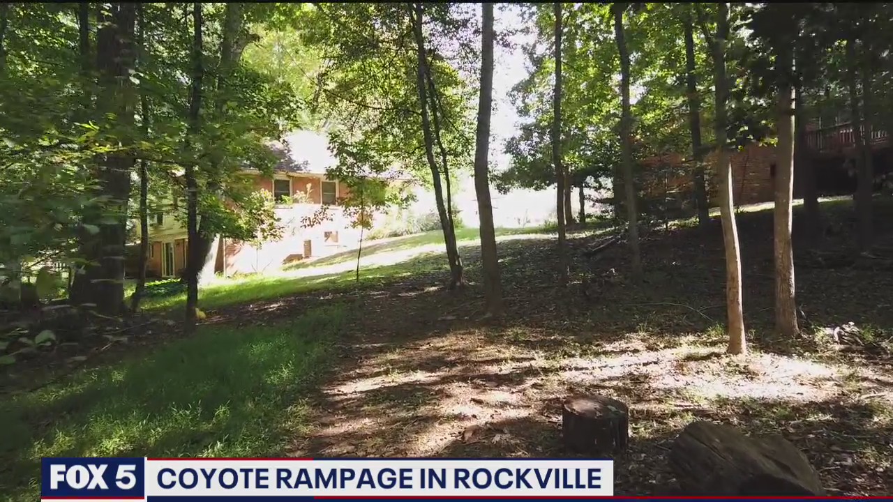 Coyote rampage in Rockville