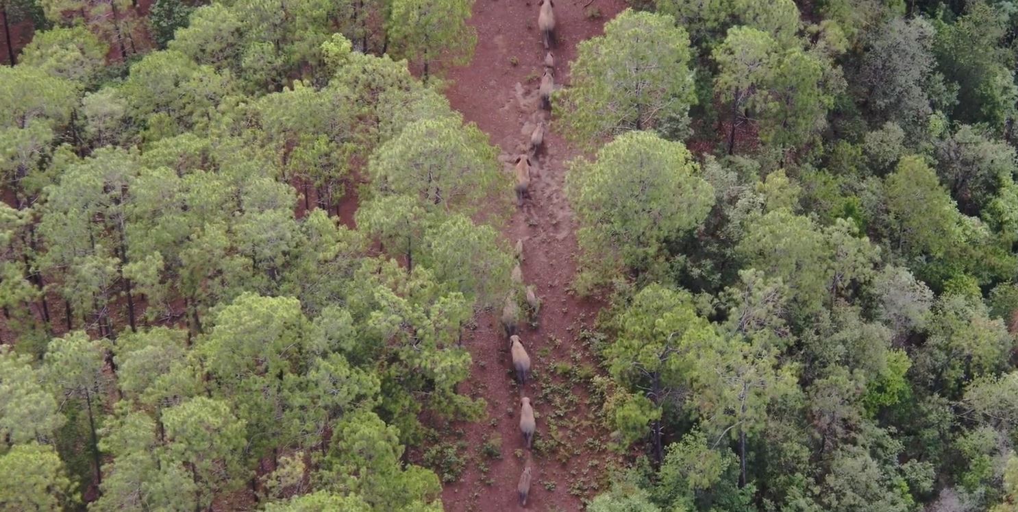 Migrating elephants move into woodland as journey continues through China