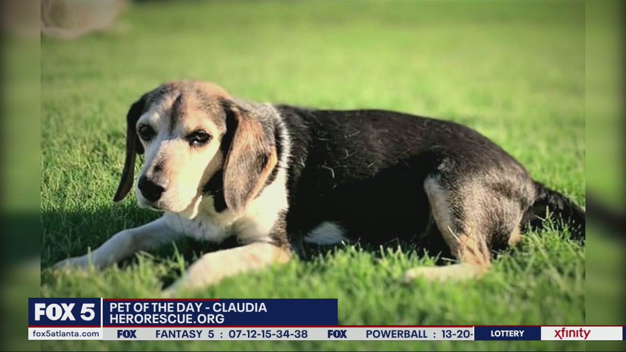Pet of the Day from Hero Dog Rescue