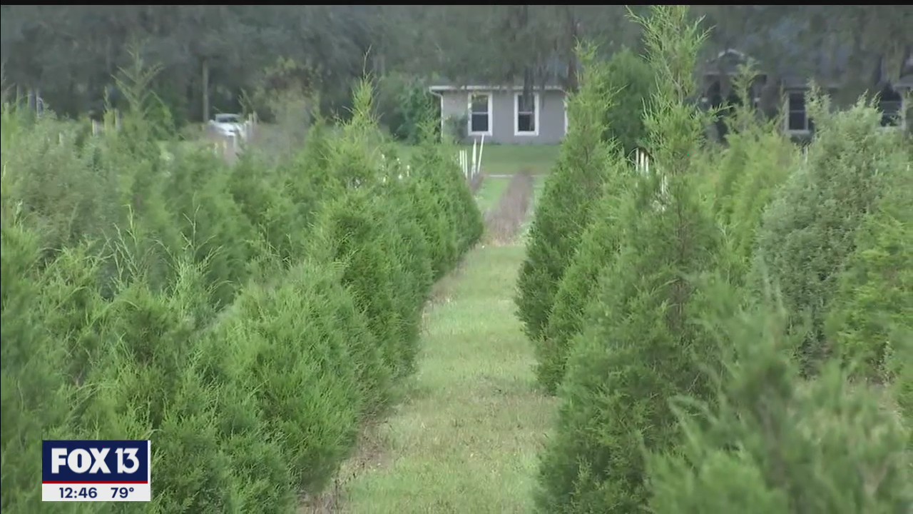 Ergle Christmas Tree Farm has busy season