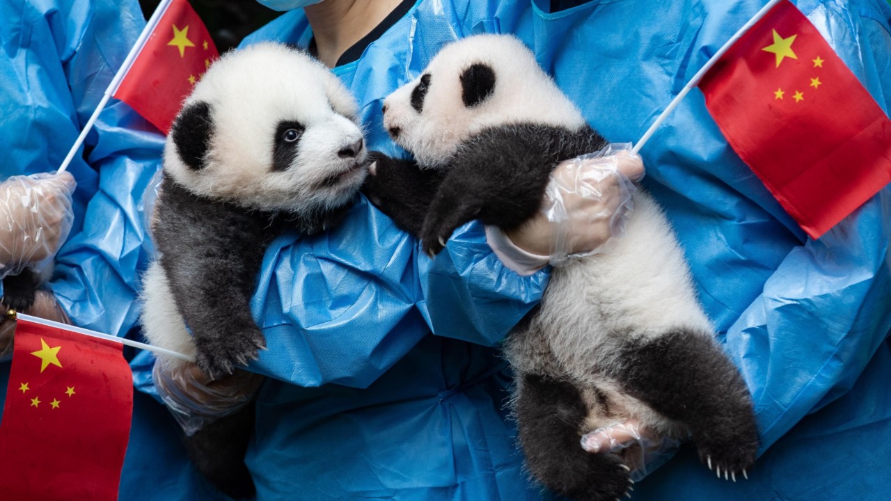 This panda has some serious, and adorable, attachment issues