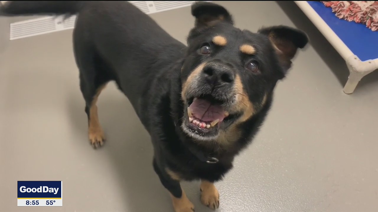 Dog of the Day: Fella
