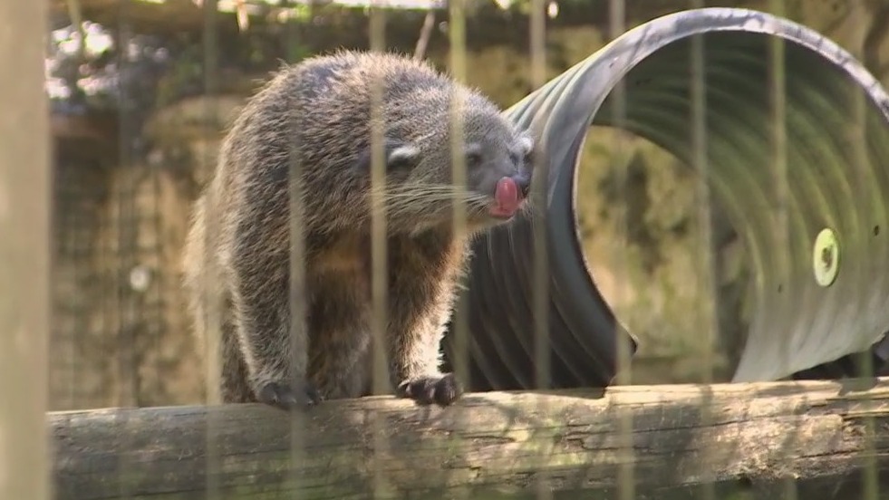 Meet the binturongs at ZooTampa
