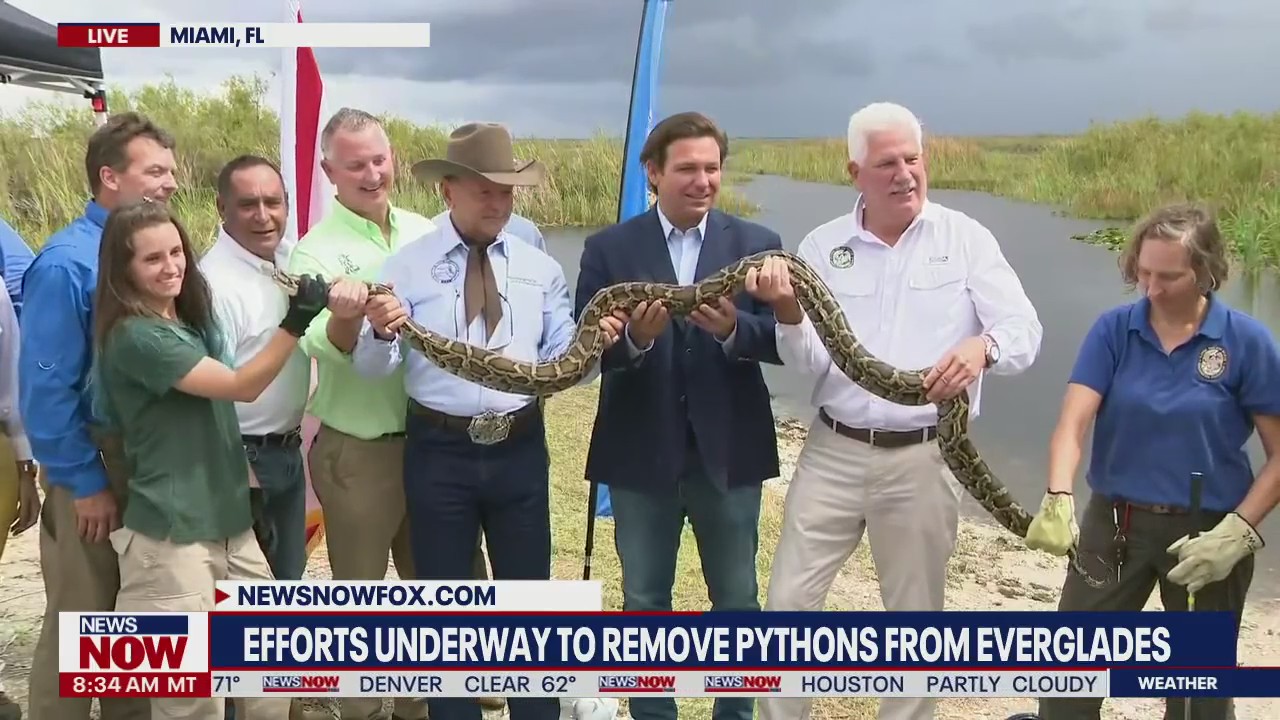 DeSantis begins 2021 python hunt; Contest to eradicate invasive species