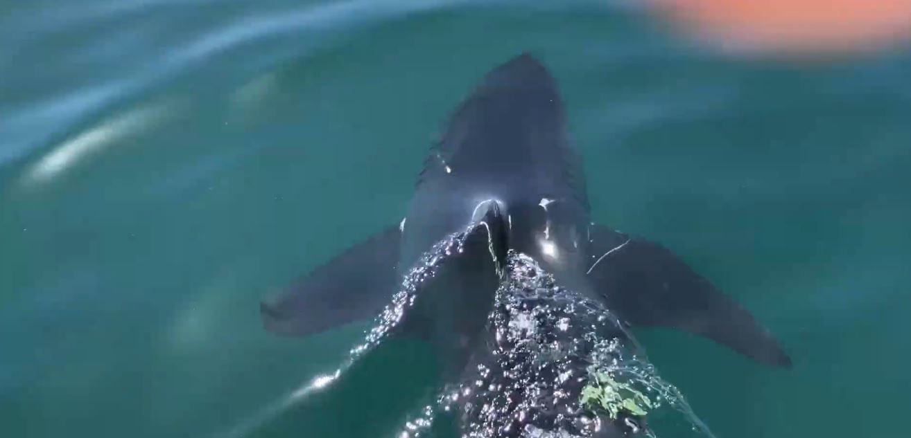 Fishermen free great white shark caught in fishing lines