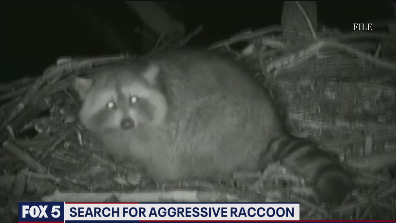 Rockville police looking for raccoon after two attacks