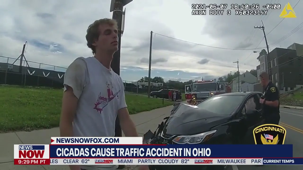 Police: Cicadas cause car crash in Ohio as Brood X swarms