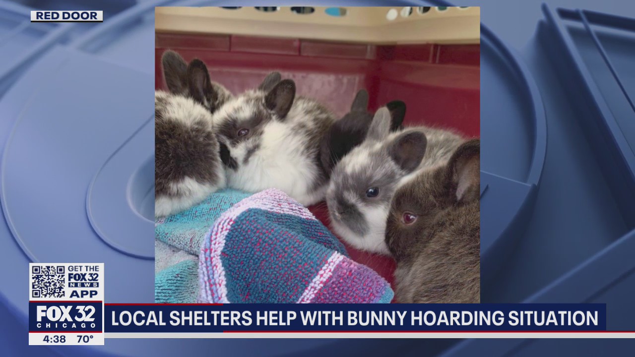 Local shelters help with bunny hoarding situation