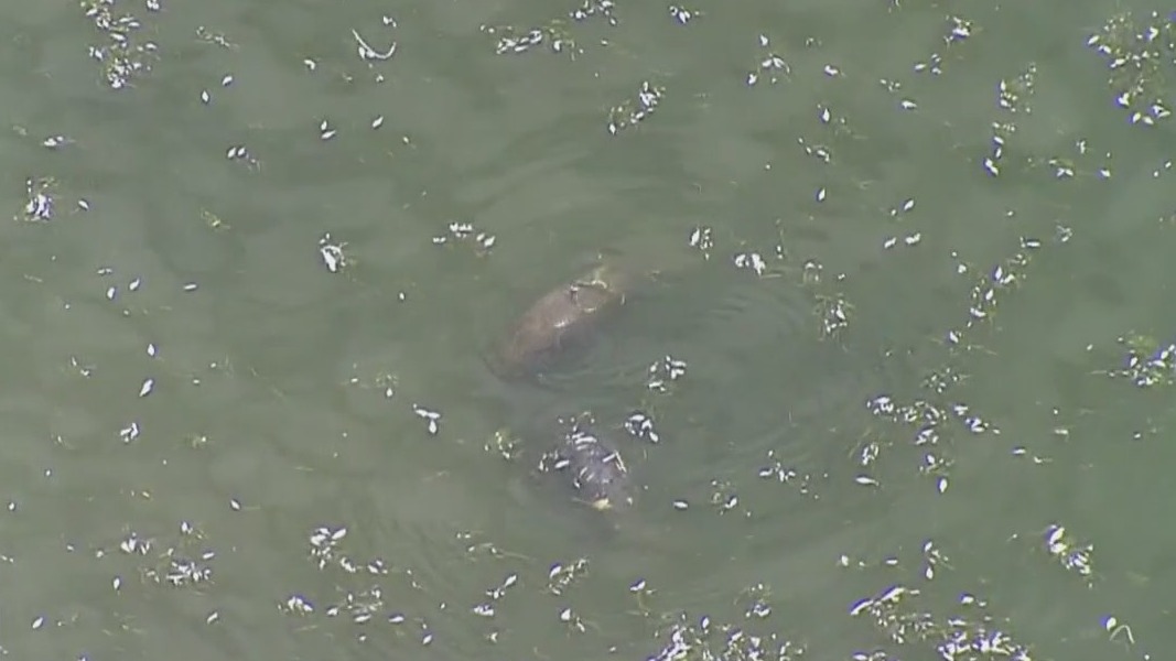 Manatee deaths worry experts battling red tide