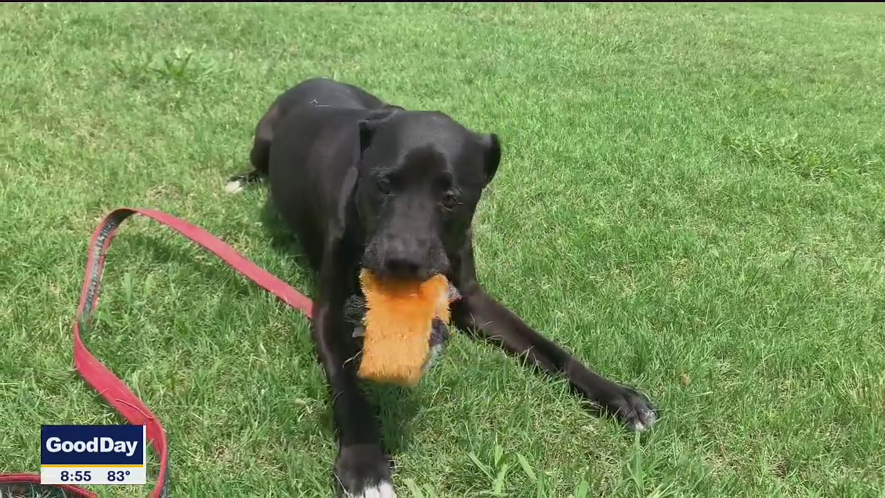 Dog of the Day: Miles