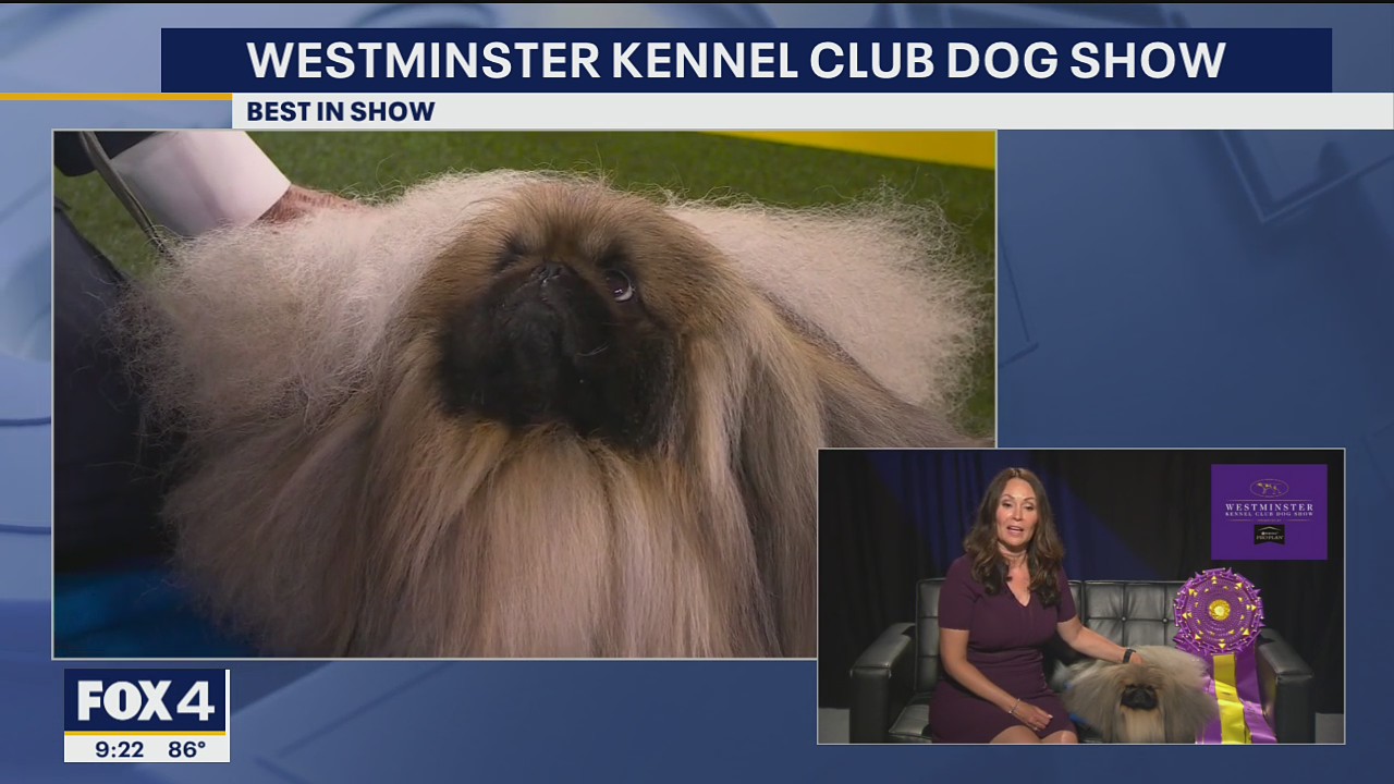 Wasabi the Pekingese wins Westminster Kennel Club's best in show