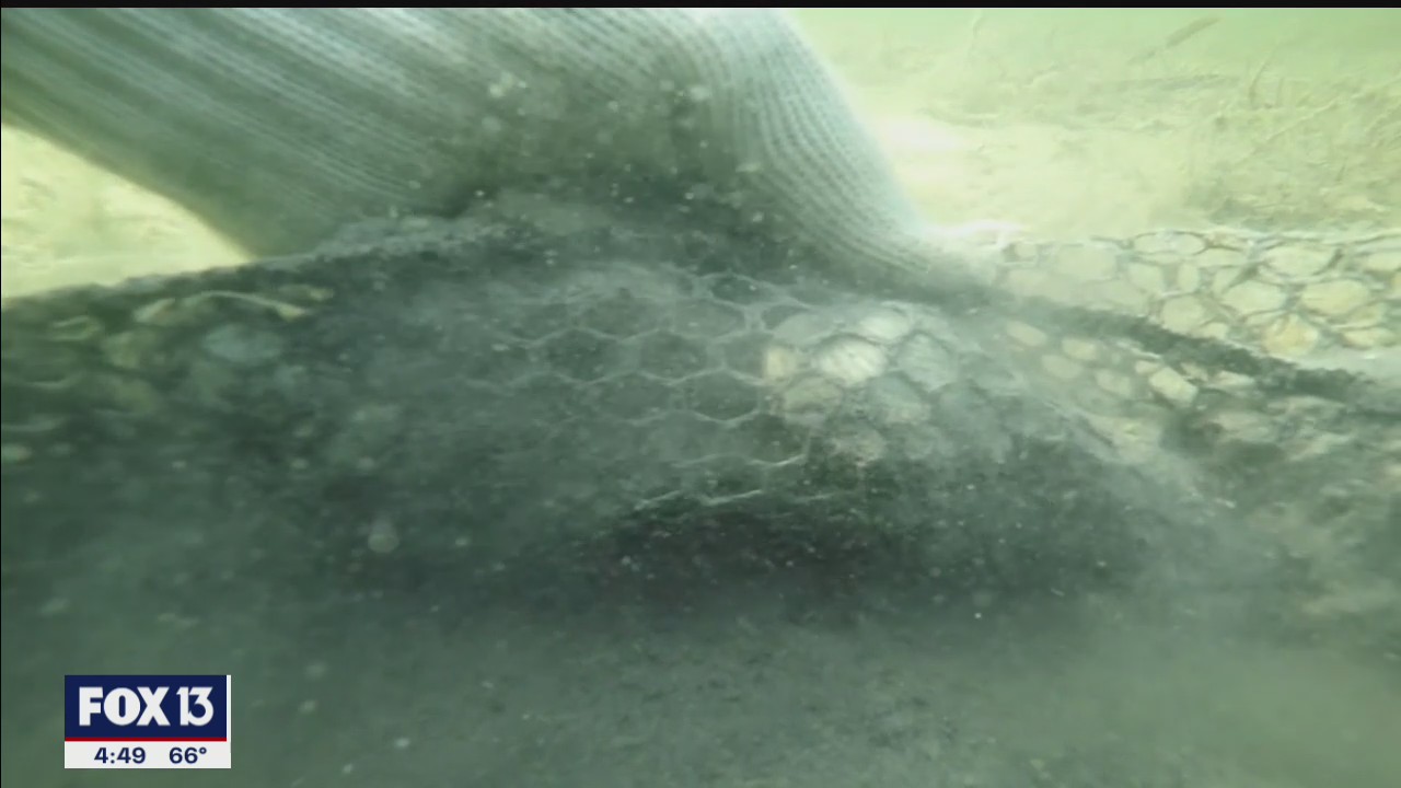 Clam farmers reveal how mussles are hatched