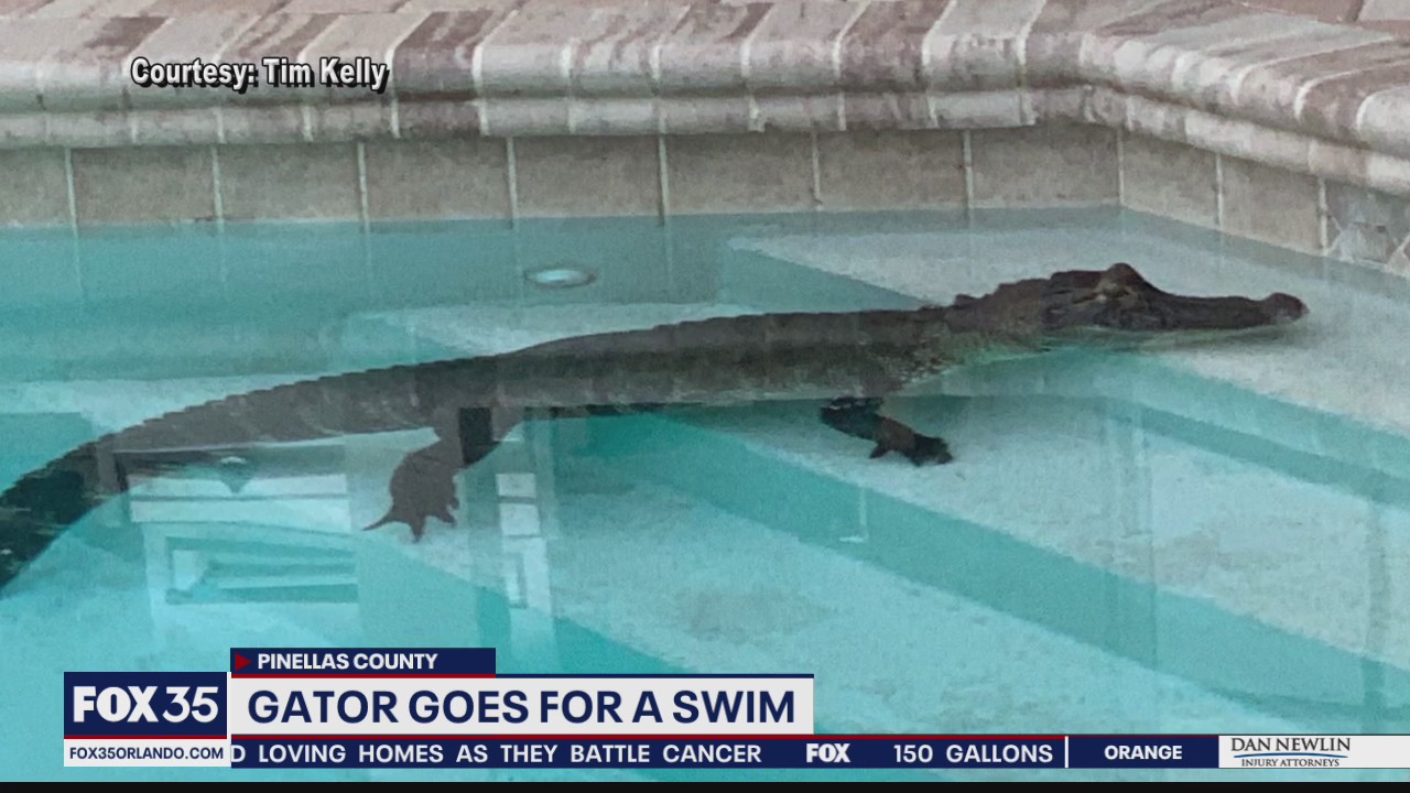Massive gator gets trapped on lanai before taking a swim in family's pool