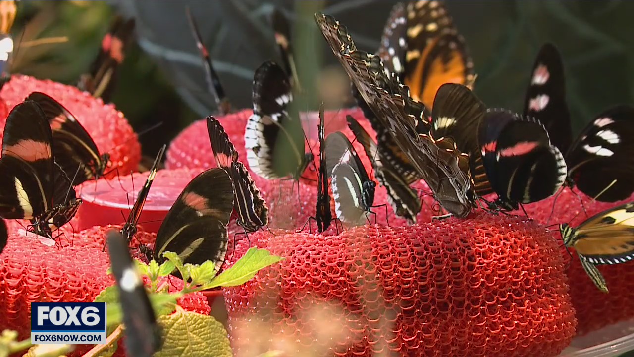 Milwaukee Public Museum reopening Butterfly Wing