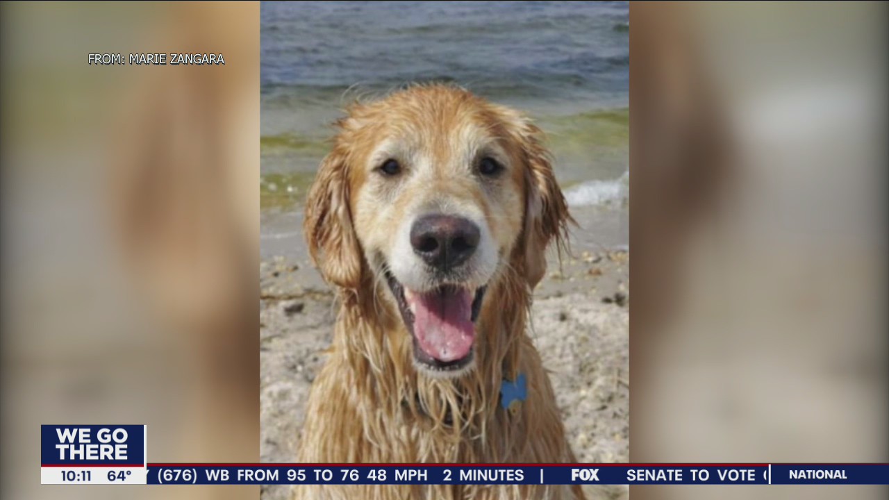 Golden retriever missing for 2 weeks found swimming in bay by NJSP, reunited with owners