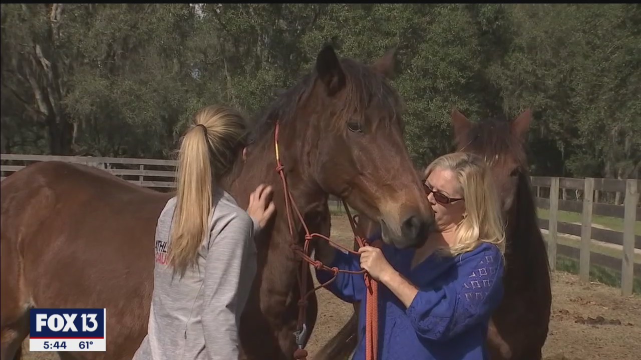 Rescuing wild mustangs after auction