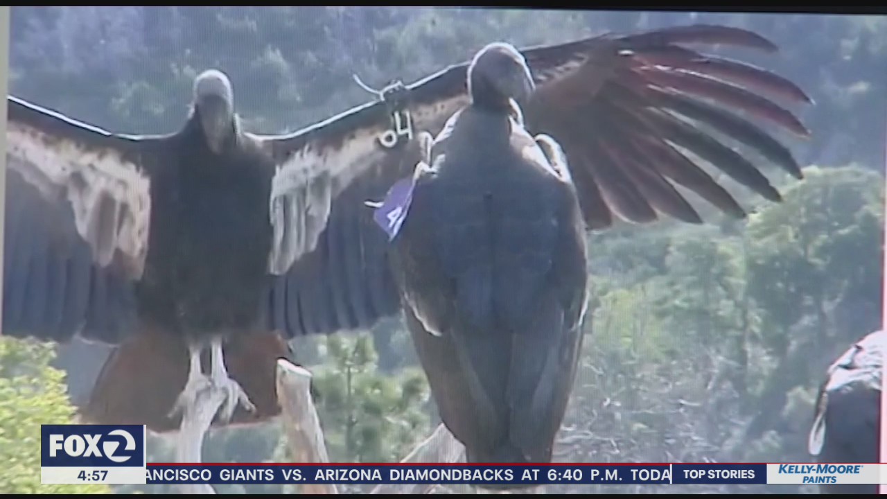 Fate of California condors unknown after sanctuary burns