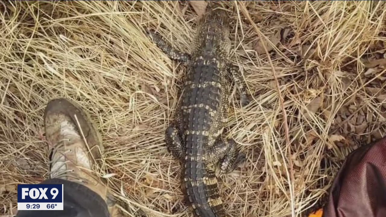 Hunter shoots alligator while deer hunting in Minnesota
