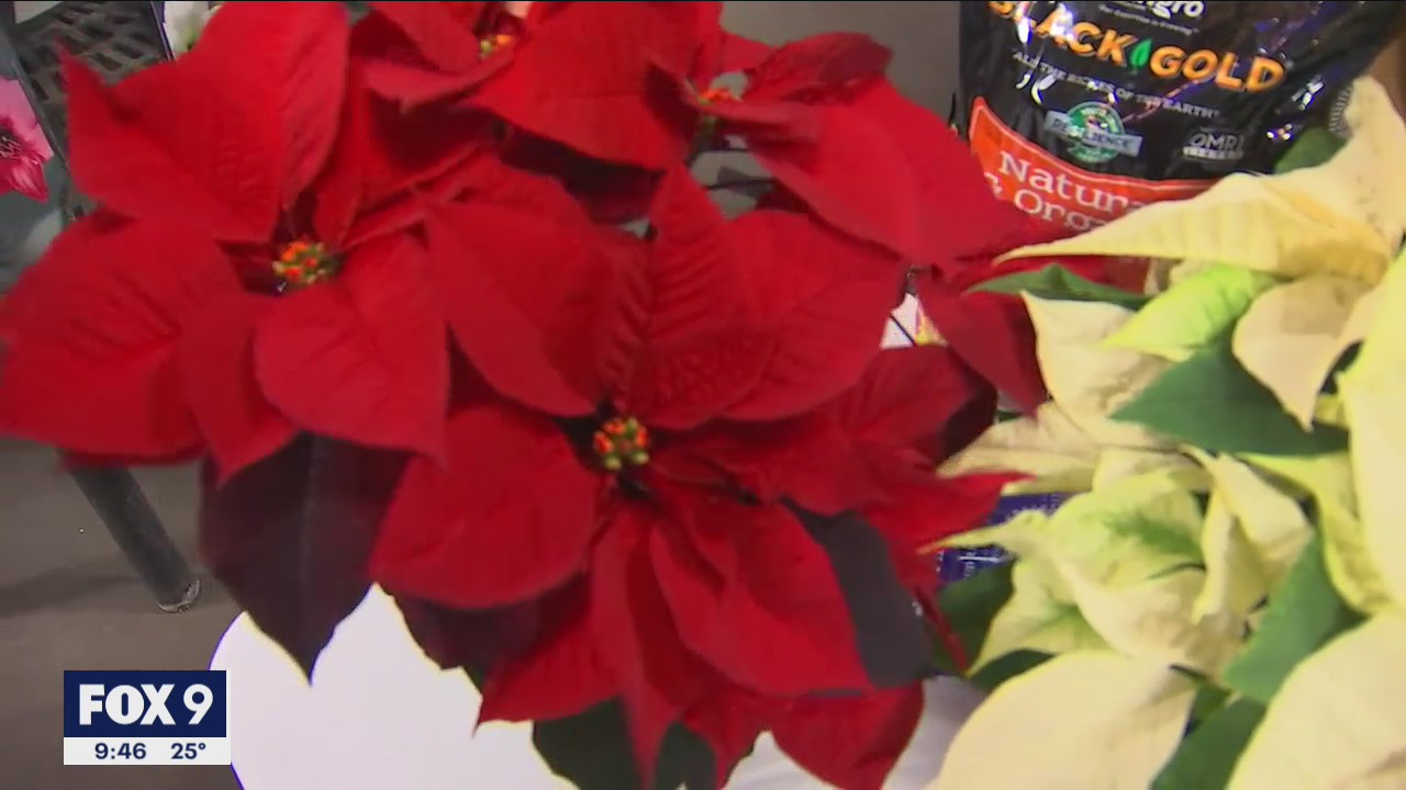 Picking out the perfect poinsettia for the holiday season