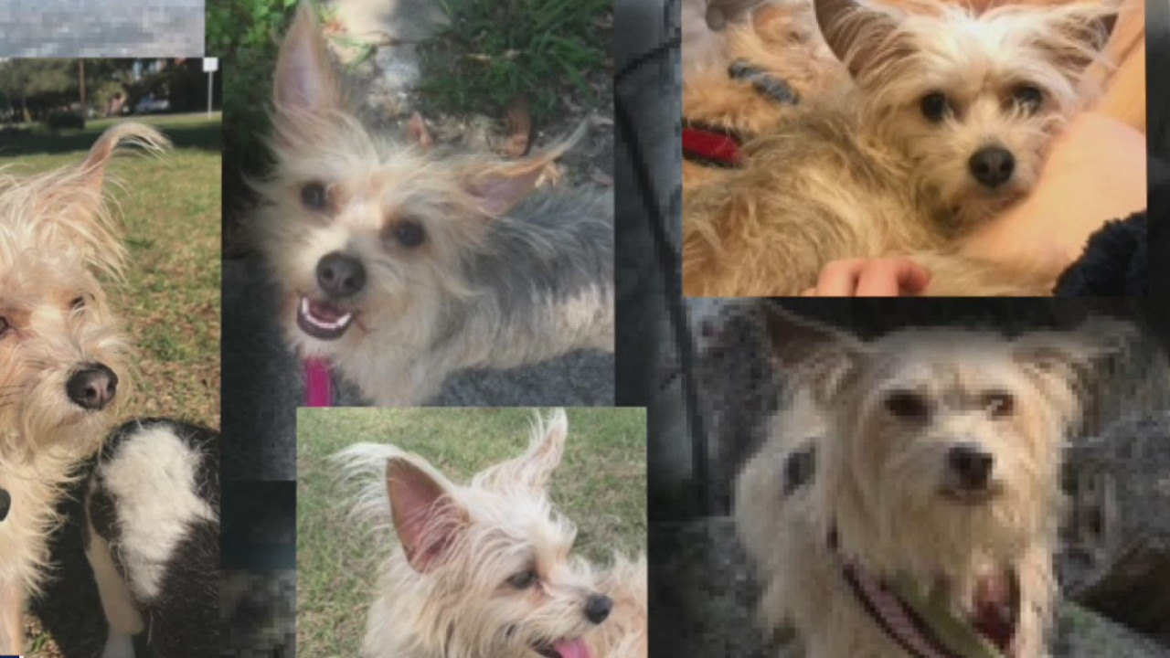 Houston couple struck by a vehicle need your help locating their dog who ran away