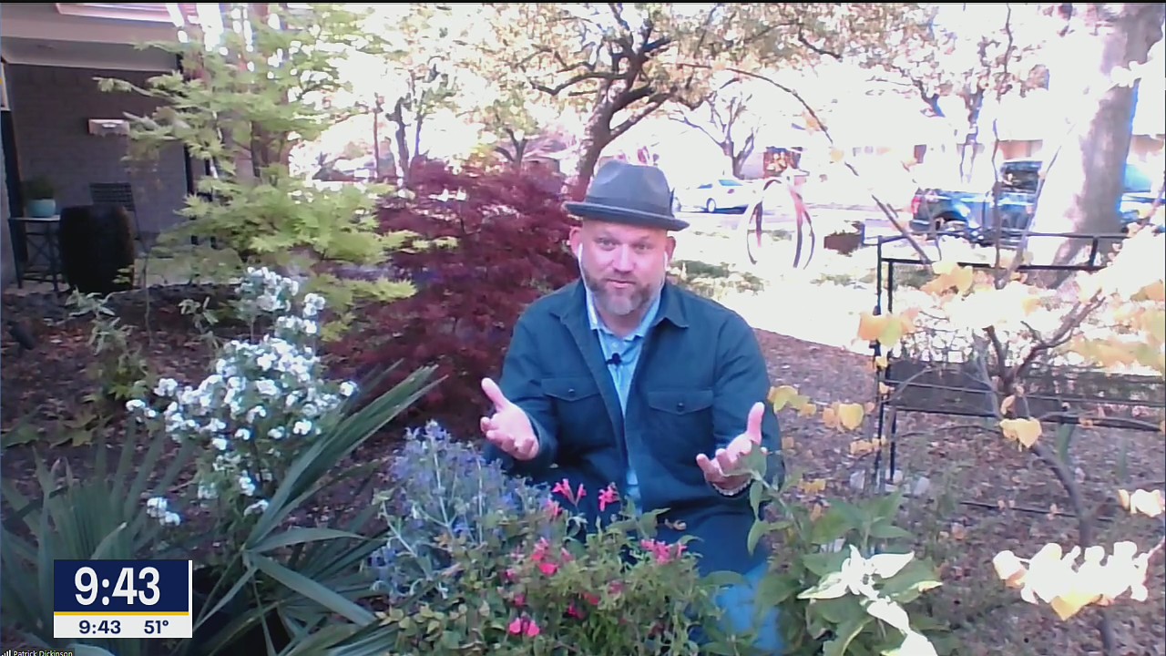 Expert: It's time to replace those plants that died during the freeze