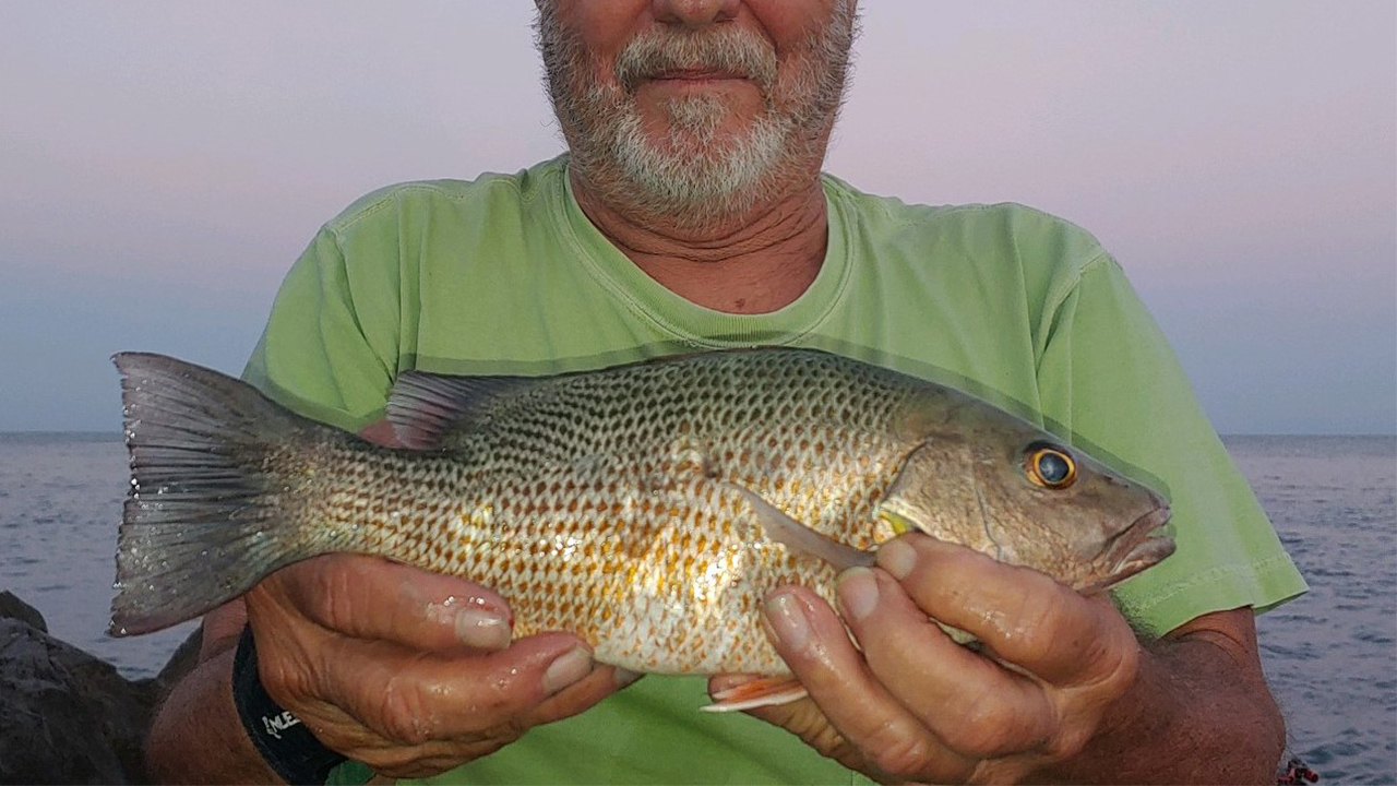 You'll find lots of hungry snapper inshore