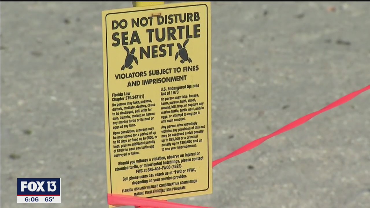 Sea Turtle Nesting season