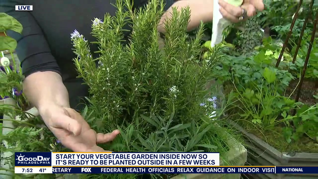 Veggies you can plant in late winter