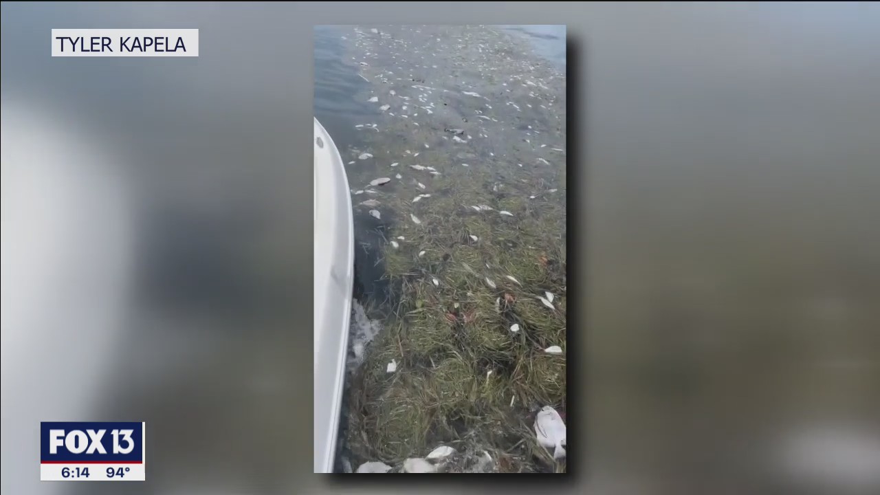Fishermen reveal impacts of red tide on business