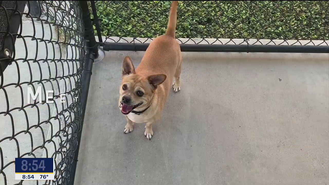 Dog of the Day: Captain America