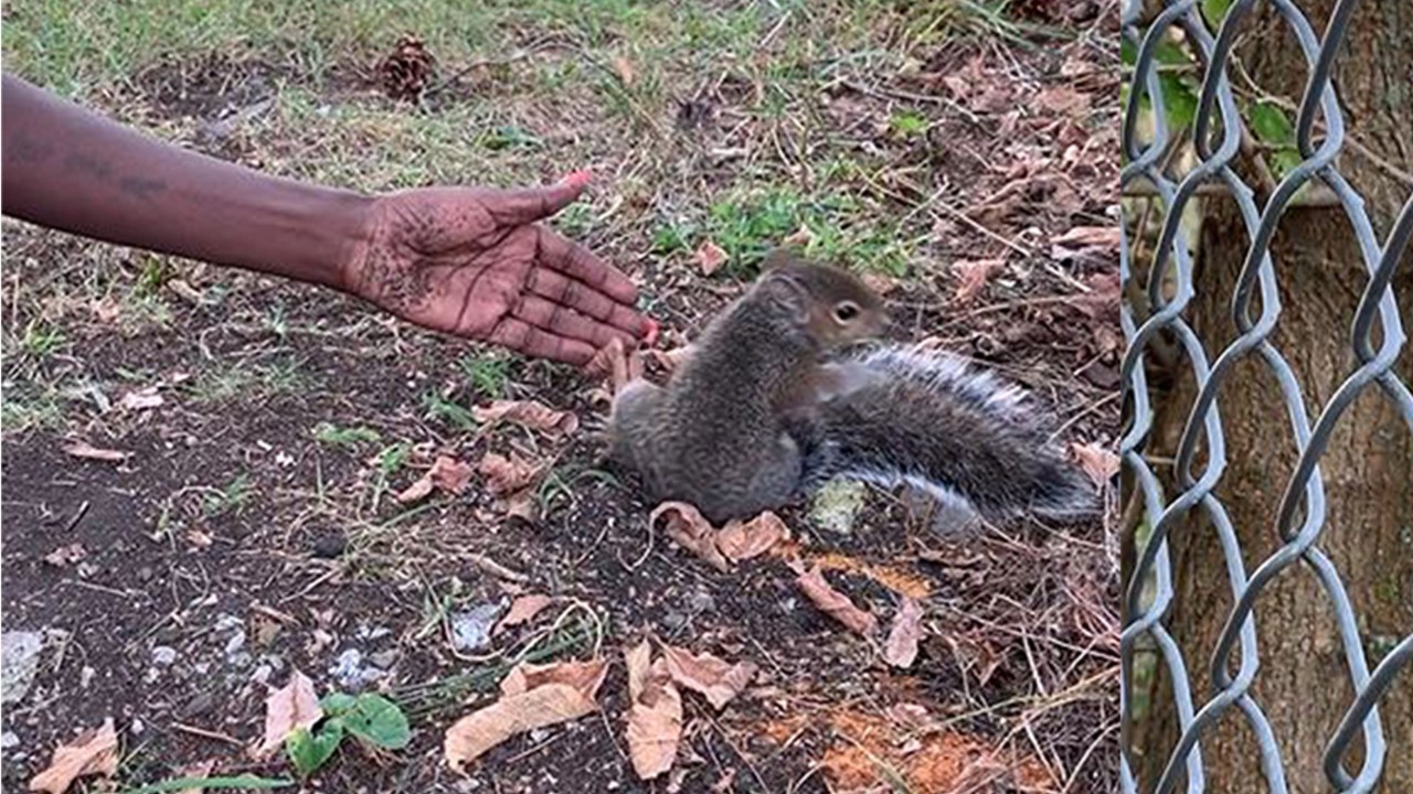 Woman says she was stopped by squirrel, who tugged on her leg and led her to help its injured baby