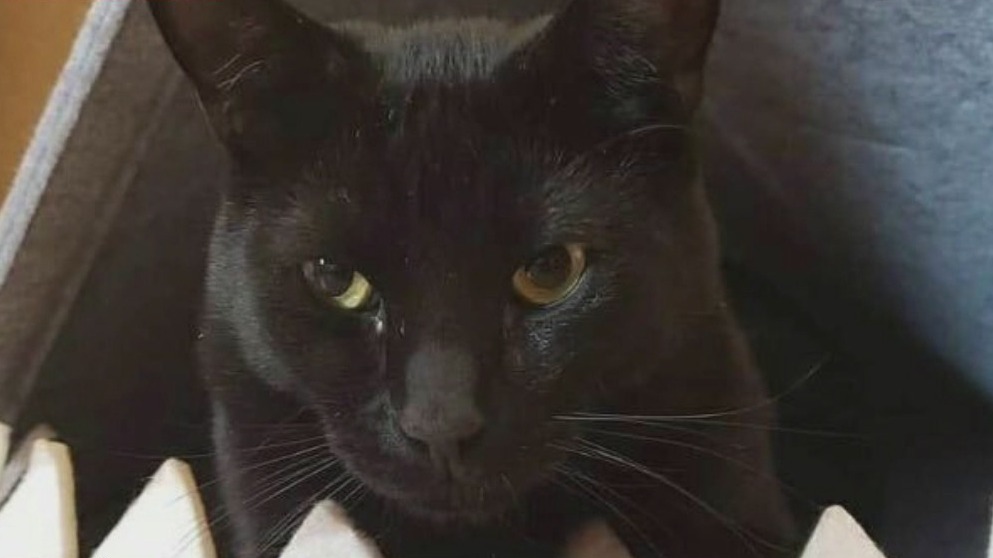 Gilbert Police looking for person responsible for shooting Halloween the cat