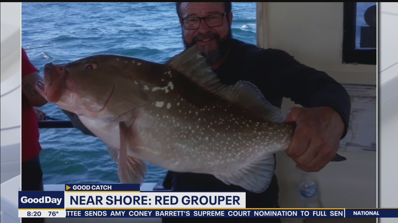 Good catch: Active snook, redfish in Tampa Bay area