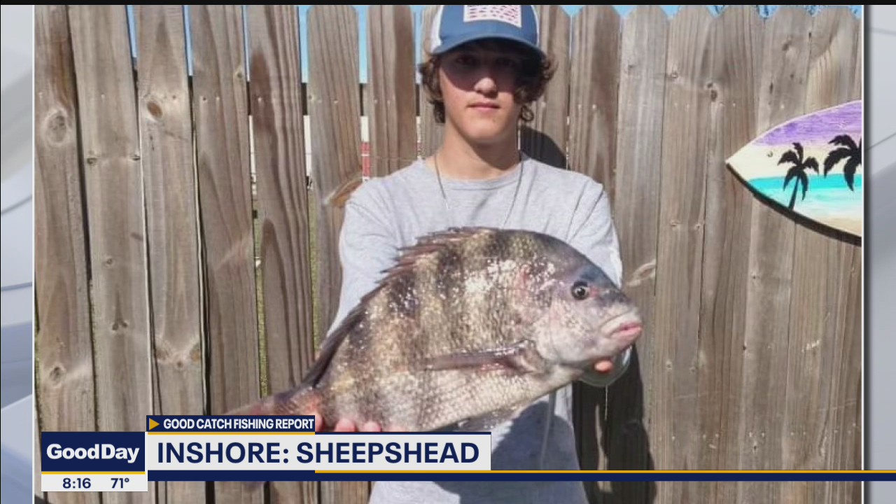 Sheepshead inshore