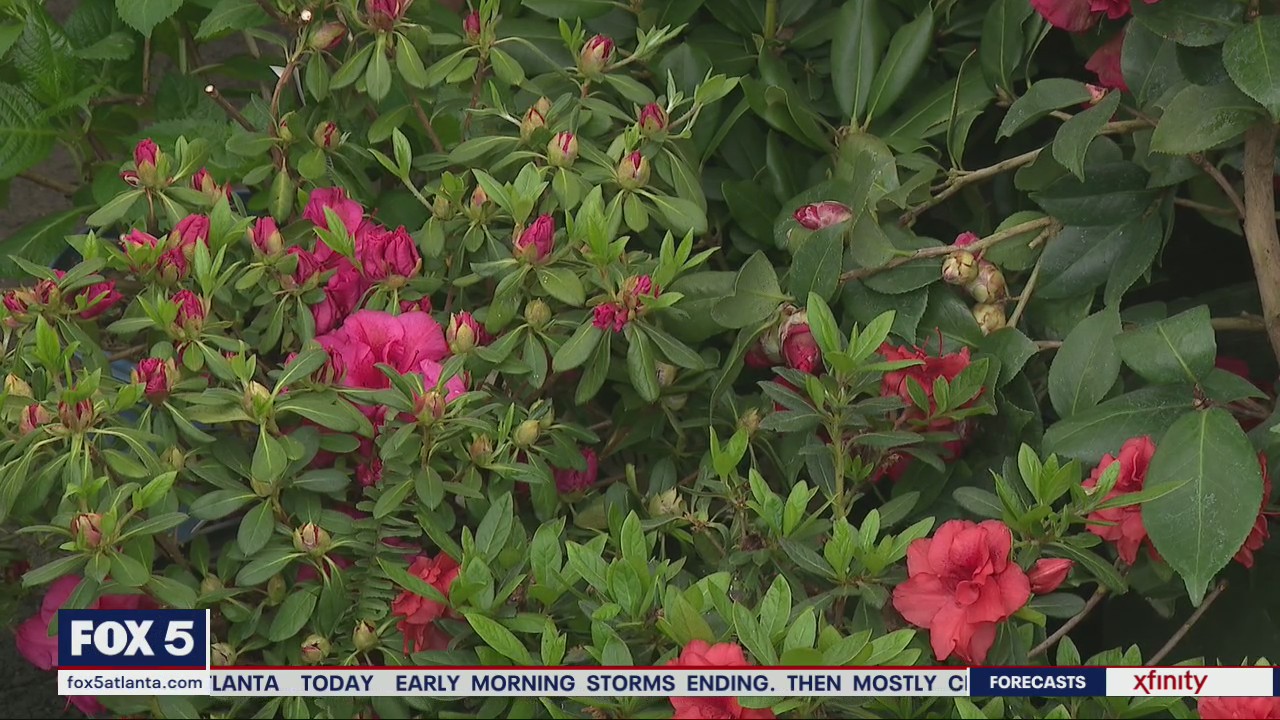 Pike Nurseries' picks for plants that love the shade