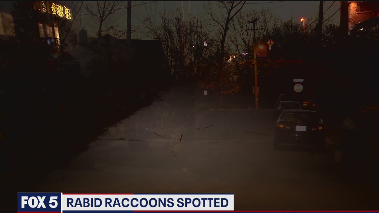Potentially rabid raccoons raising concerns in Arlington