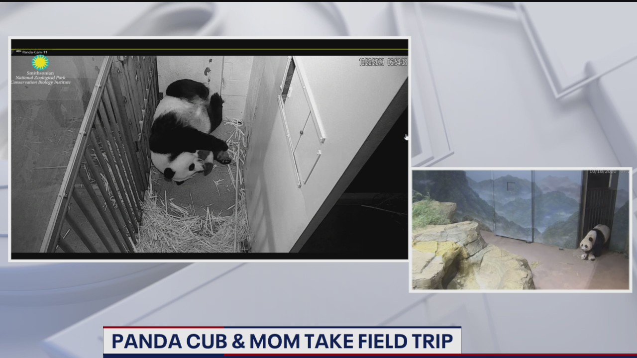 National Zoo's giant panda cub takes 'field trips' with mom Mei Xiang