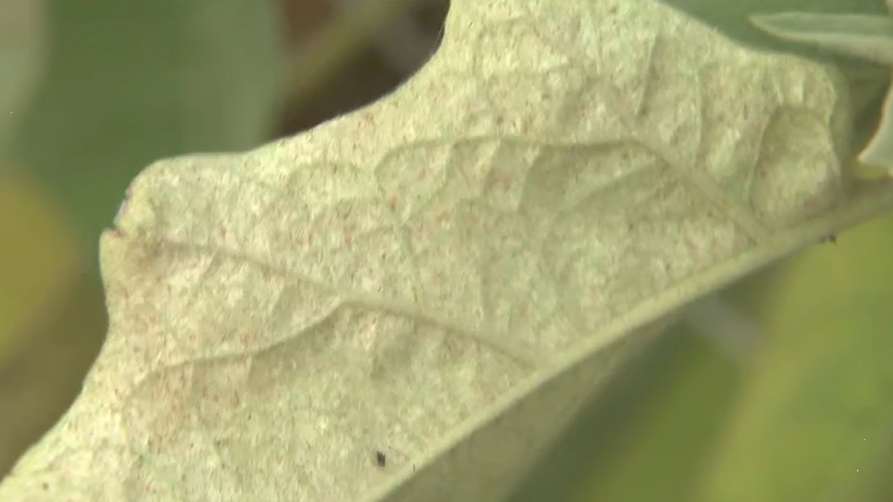 How to handle spider mites in your garden