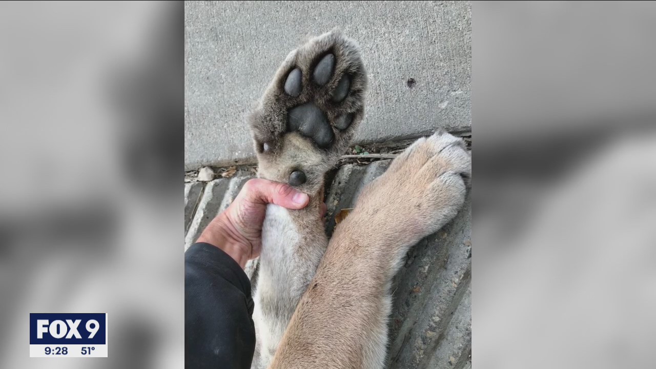 Cougar found in Twin Cities metro was likely alone, experts say