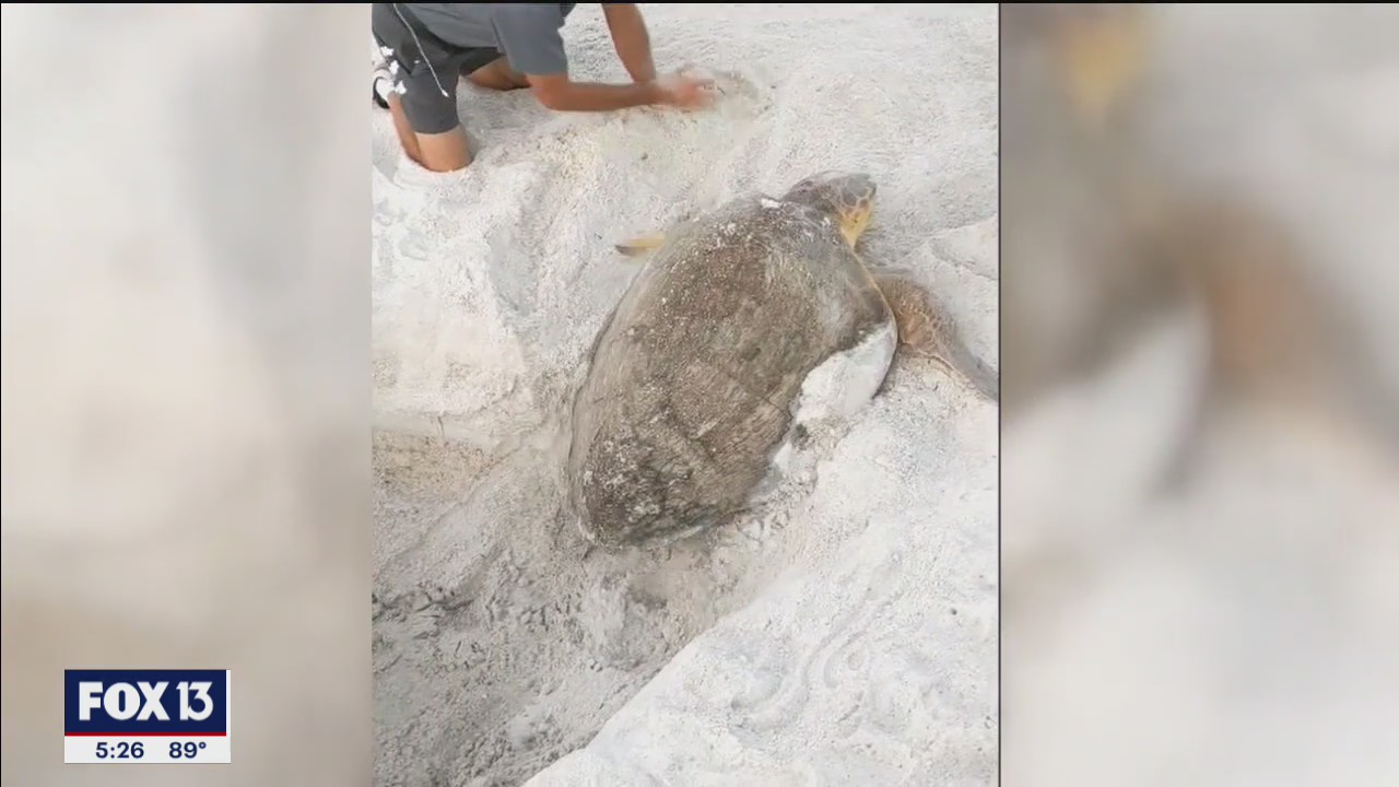 Loggerhead rescued from hole on Anna Maria beach