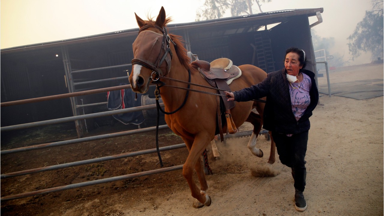 Volunteers rush to evacuate horses, goats as wildfire burns near Reagan Library in Southern California